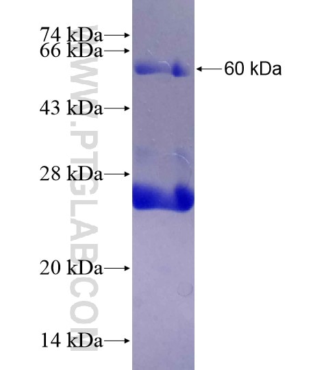 RXFP2 fusion protein Ag18620 SDS-PAGE