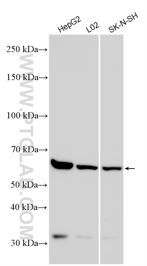 Western Blot (WB) analysis of various lysates using RXFP3 Polyclonal antibody (24798-1-AP)