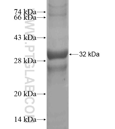 RXFP3 fusion protein Ag20453 SDS-PAGE