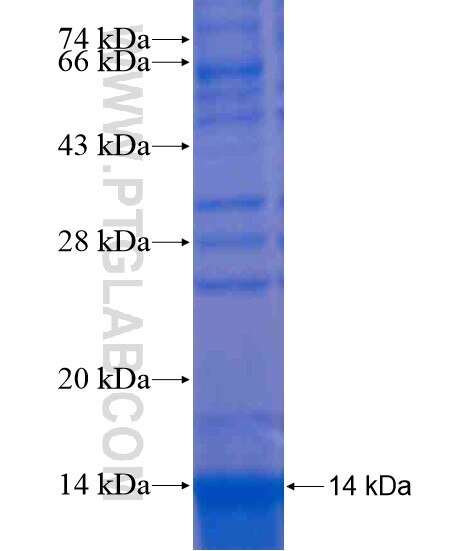 RXFP3 fusion protein Ag20461 SDS-PAGE