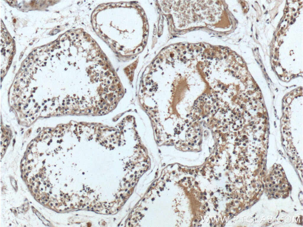 Immunohistochemistry (IHC) staining of human testis tissue using RXFP4 Polyclonal antibody (20550-1-AP)