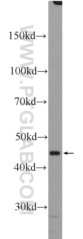 Western Blot (WB) analysis of HepG2 cells using RXRA Polyclonal antibody (10631-1-AP)