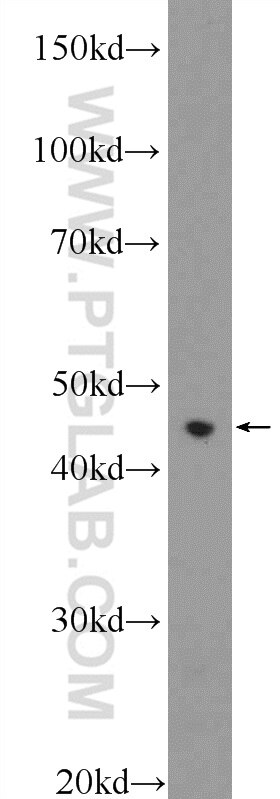 Western Blot (WB) analysis of HepG2 cells using RXRA Polyclonal antibody (10631-1-AP)