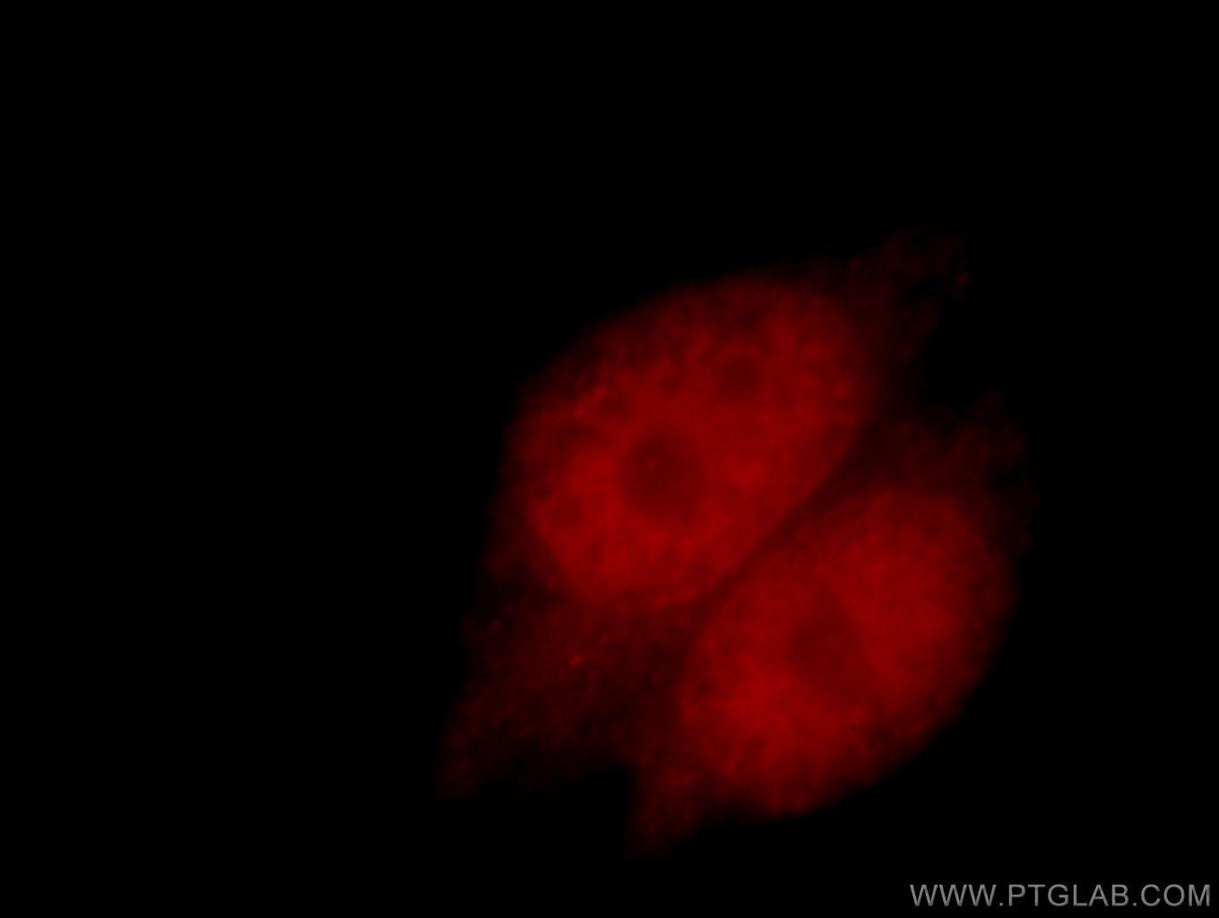 Immunofluorescence (IF) / fluorescent staining of HeLa cells using RXRA Polyclonal antibody (21218-1-AP)