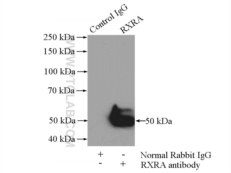 Immunoprecipitation (IP) experiment of MCF-7 cells using RXRA Polyclonal antibody (21218-1-AP)