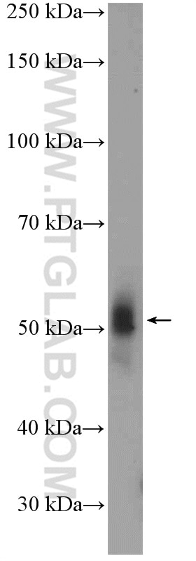Western Blot (WB) analysis of rat liver tissue using RXRA Polyclonal antibody (21218-1-AP)