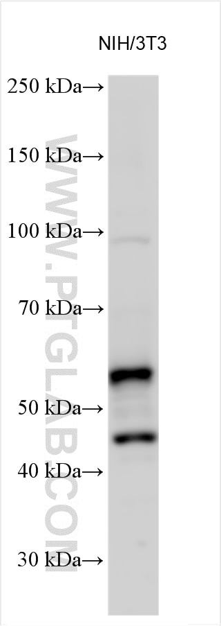 Western Blot (WB) analysis of various lysates using RXRA Polyclonal antibody (21218-1-AP)