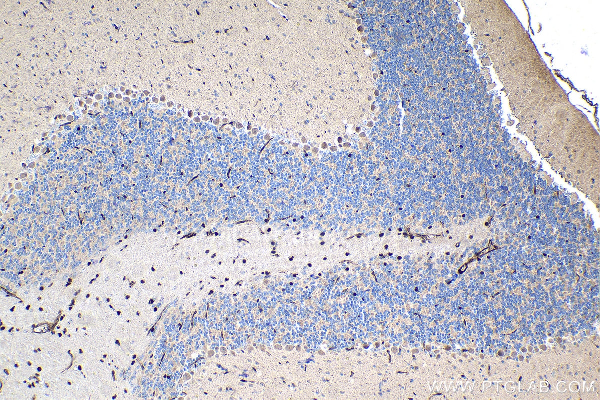 Immunohistochemistry (IHC) staining of mouse cerebellum tissue using RXRA Monoclonal antibody (60198-1-Ig)