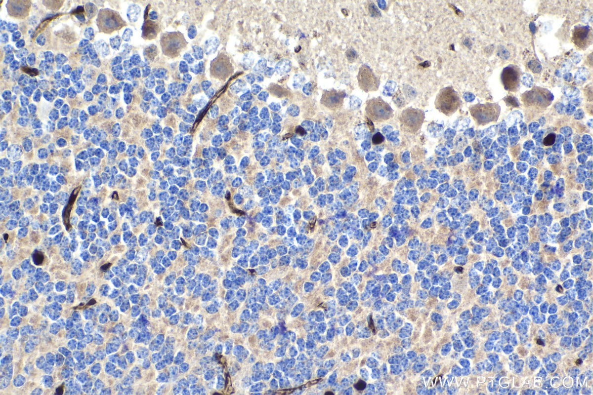 Immunohistochemistry (IHC) staining of mouse cerebellum tissue using RXRA Monoclonal antibody (60198-1-Ig)