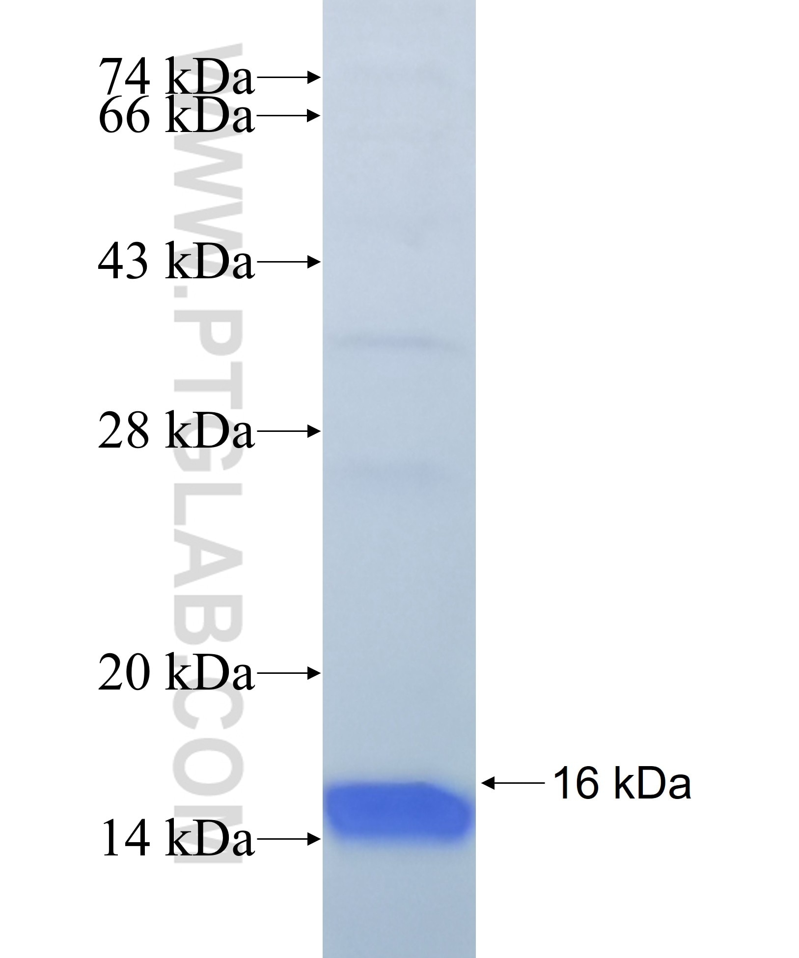 RXRA fusion protein Ag29251 SDS-PAGE RXRA fusion protein Ag29251 SDS-PAGE