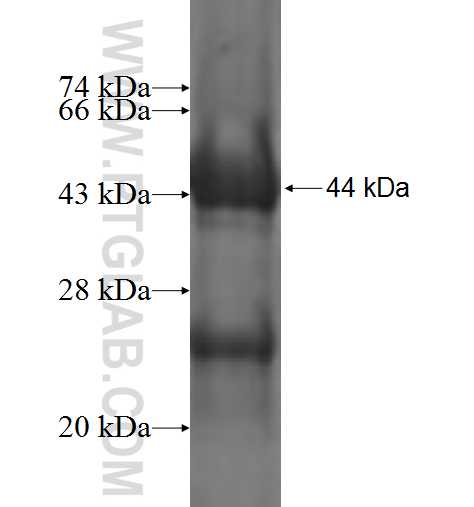 RXRA fusion protein Ag0987 SDS-PAGE