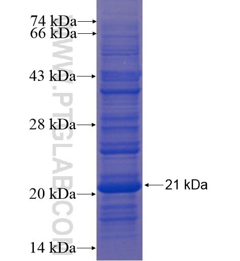 RXRA fusion protein Ag13182 SDS-PAGE