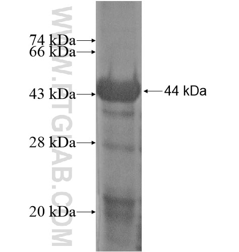 RXRA fusion protein Ag15547 SDS-PAGE