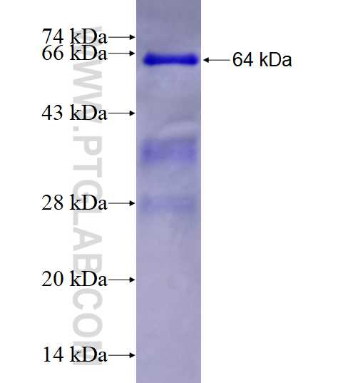 RXRA fusion protein Ag15651 SDS-PAGE