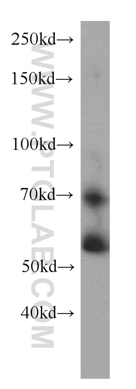 Western Blot (WB) analysis of MCF-7 cells using RXRB Polyclonal antibody (14684-1-AP)