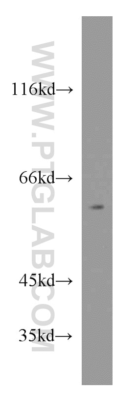 Western Blot (WB) analysis of NIH/3T3 cells using RXRB Polyclonal antibody (14684-1-AP)