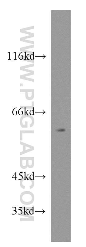 WB analysis of NIH/3T3 using 14684-1-AP