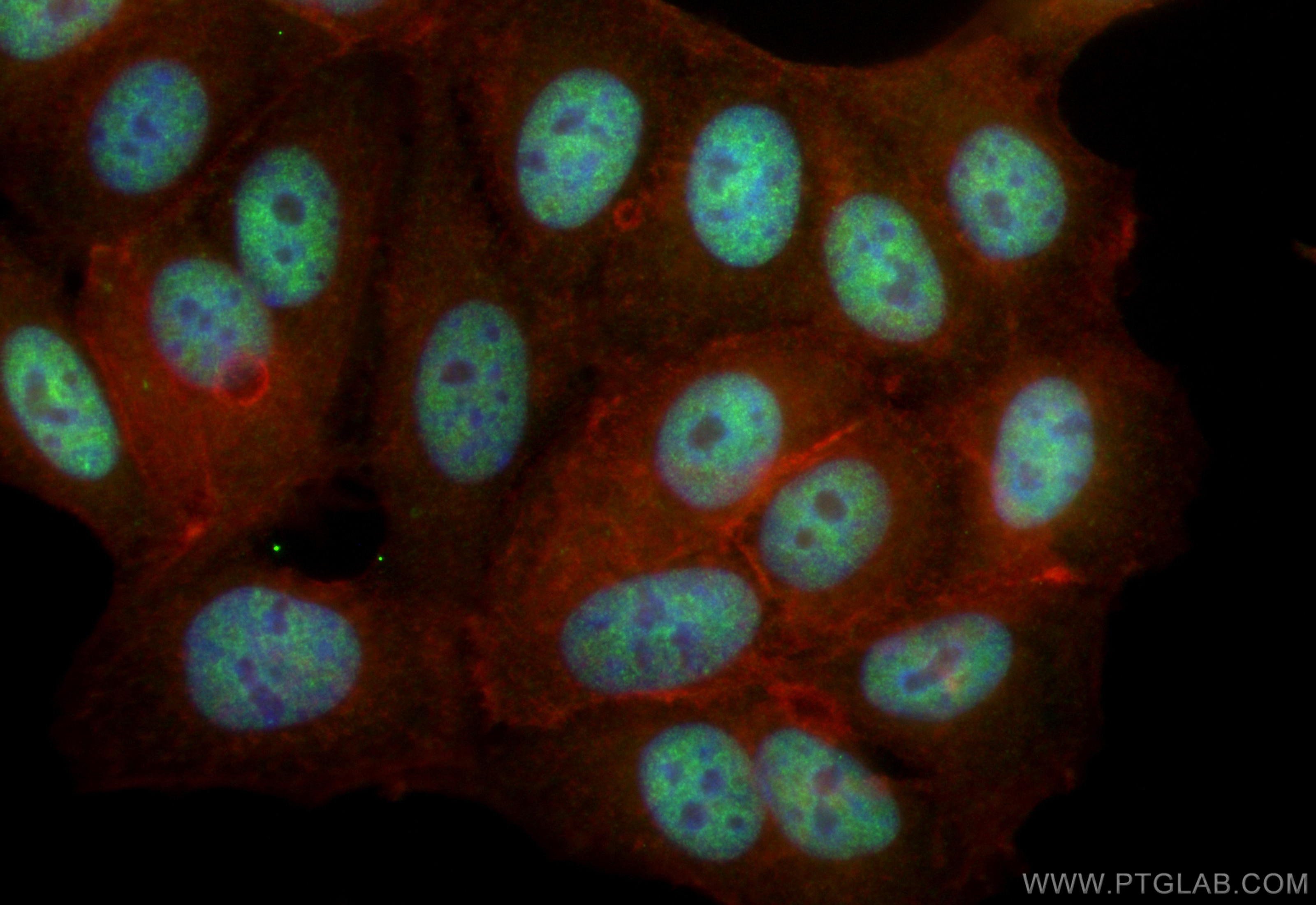 Immunofluorescence (IF) / fluorescent staining of MCF-7 cells using CoraLite® Plus 488-conjugated RXRB Recombinant ant (CL488-84656-4)