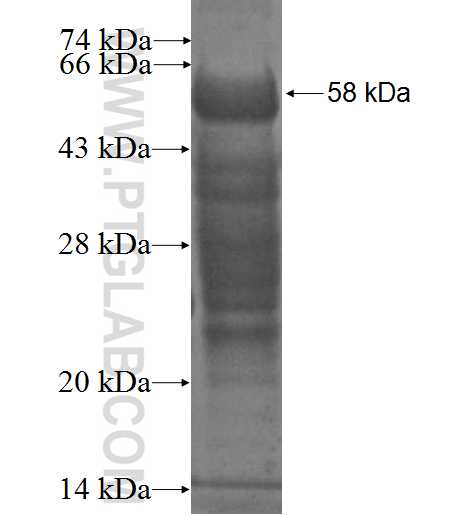 RXRB fusion protein Ag0263 SDS-PAGE