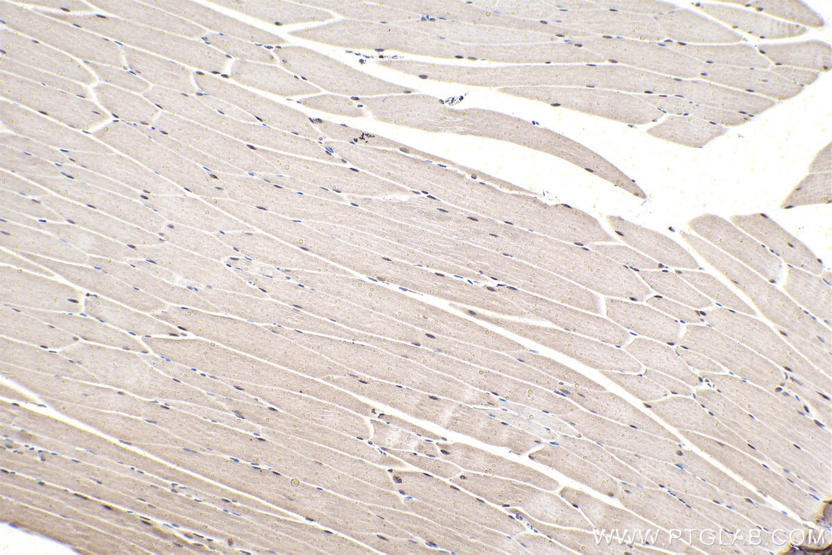 Immunohistochemistry (IHC) staining of mouse skeletal muscle tissue using RXRG Polyclonal antibody (11129-1-AP)