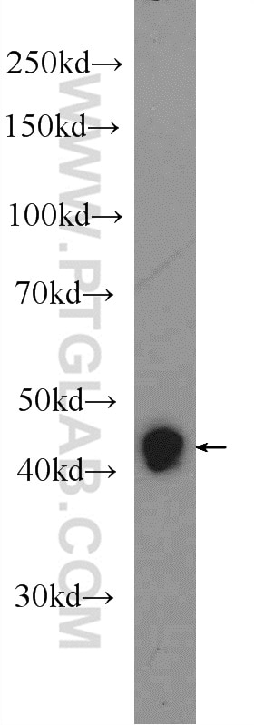 Western Blot (WB) analysis of mouse heart tissue using RXRG Polyclonal antibody (11129-1-AP)