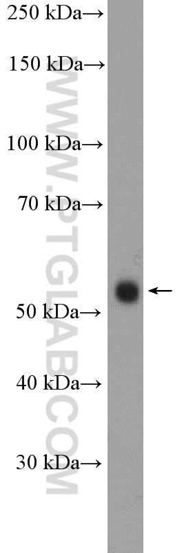 Western Blot (WB) analysis of mouse ovary tissue using RXRG Polyclonal antibody (11129-1-AP)