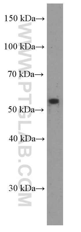 Western Blot (WB) analysis of A549 cells using RXRG Monoclonal antibody (66306-1-Ig)