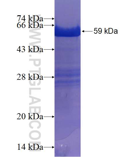RXRG fusion protein Ag1611 SDS-PAGE