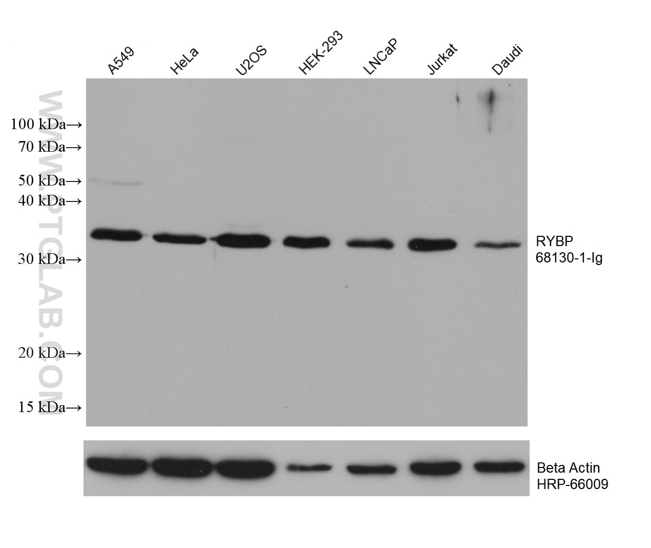 WB analysis using 68130-1-Ig