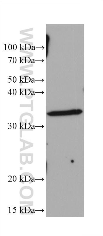 Western Blot (WB) analysis of RAW 264.7 cells using RYBP Monoclonal antibody (68130-1-Ig)