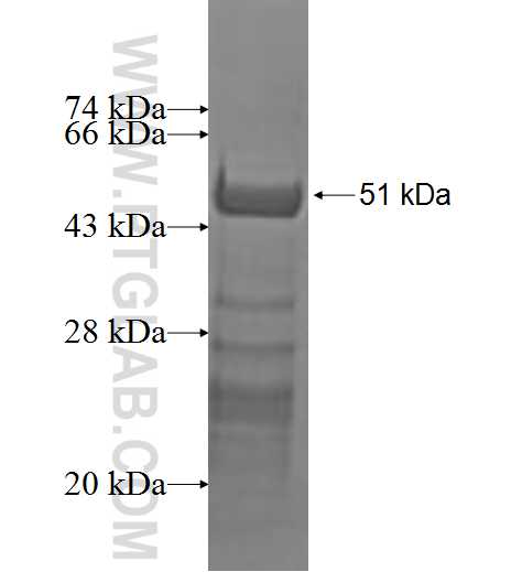RYBP fusion protein Ag1908 SDS-PAGE