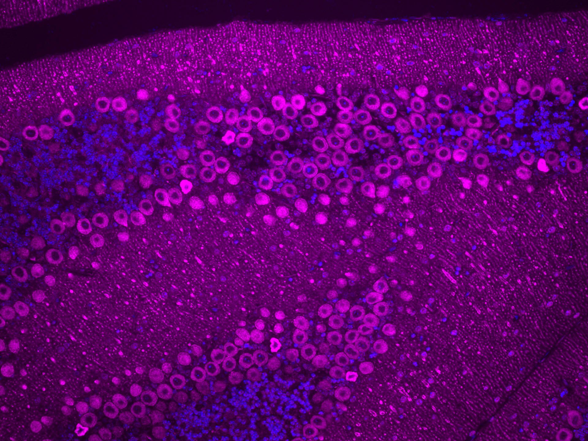 IF Staining of mouse cerebellum using 26968-1-AP