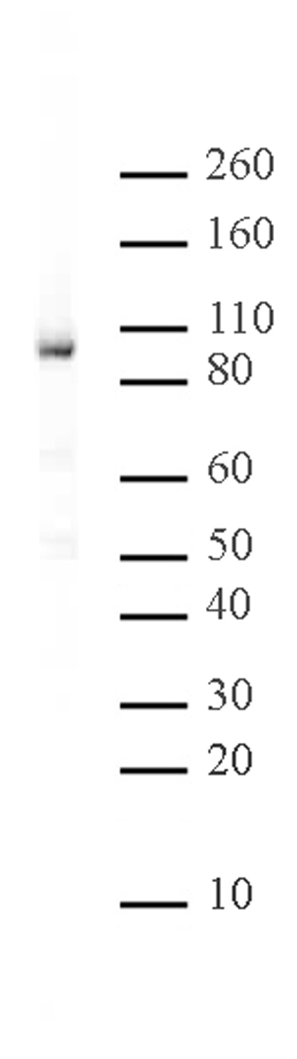 Rad21 antibody (mAb) tested by Western blot. HeLa nuclear extract (30 ug per lane) was probed with Rad21 mAb (Clone 52A311) (1 ug/ml).