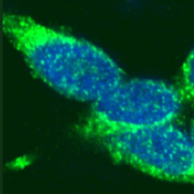 Rad51 pAb tested by immunofluorescence. HEK293 cells stained with Rad51 polyclonal antibody (green) and DAPI (blue).
