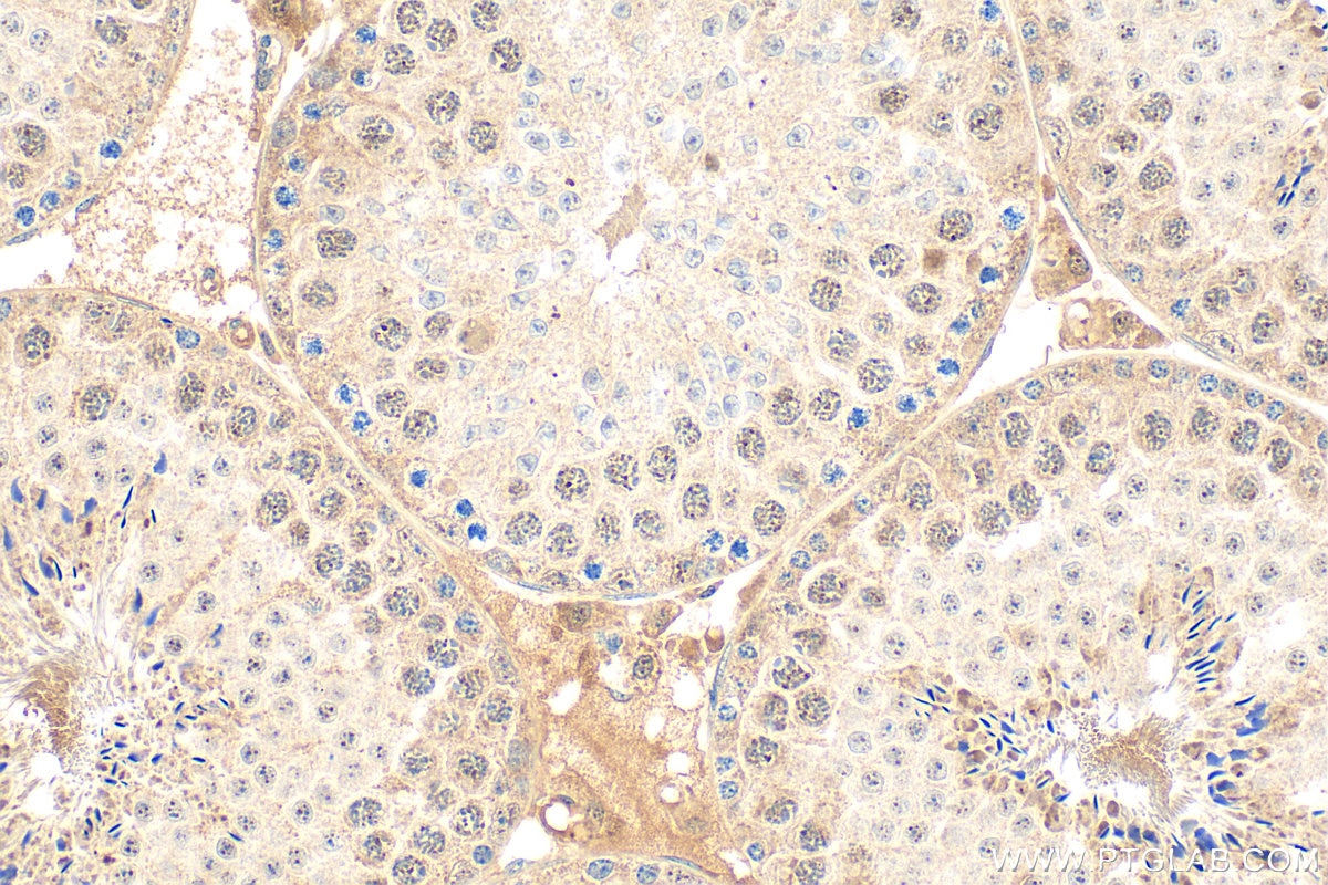 Immunohistochemistry (IHC) staining of mouse testis tissue using Rad51D Polyclonal antibody (11126-1-AP)