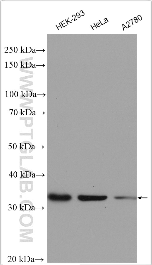Western Blot (WB) analysis of various lysates using Rad51D Polyclonal antibody (11126-1-AP)