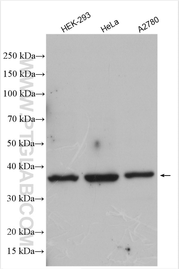 Western Blot (WB) analysis of various lysates using Rad51D Polyclonal antibody (30068-1-AP)