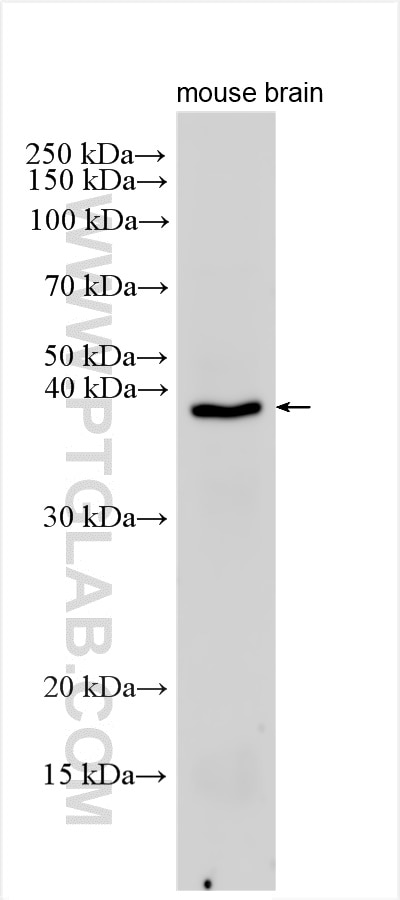 Western Blot (WB) analysis of mouse brain tissue using Rad51D Polyclonal antibody (30068-1-AP)