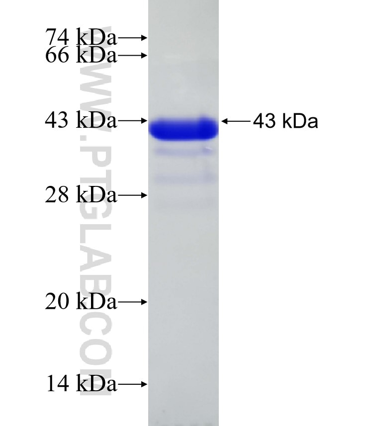 Rad51D fusion protein Ag32303 SDS-PAGE