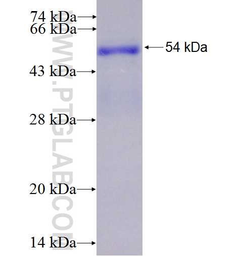 Rad51D fusion protein Ag1595 SDS-PAGE