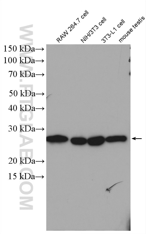 Western Blot (WB) analysis of various lysates using RanBP1 Polyclonal antibody (27804-1-AP)
