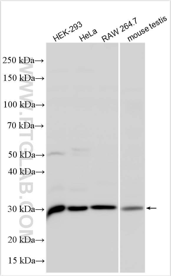 Western Blot (WB) analysis of various lysates using RanBP1 Polyclonal antibody (27804-1-AP)