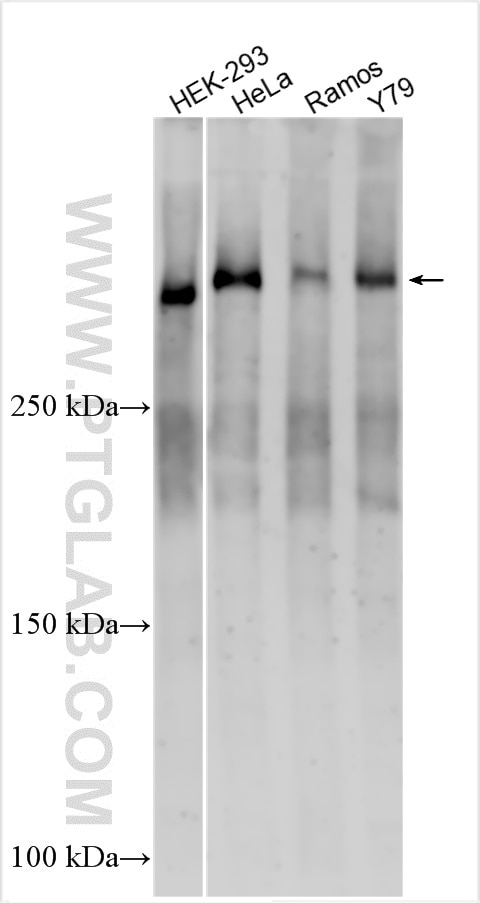 Western Blot (WB) analysis of various lysates using RanBP2 Polyclonal antibody (27606-1-AP)