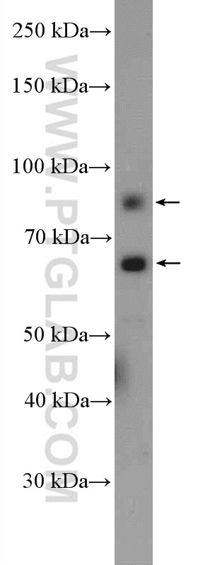 Western Blot (WB) analysis of NIH/3T3 cells using RanGAP1 Polyclonal antibody (27405-1-AP)