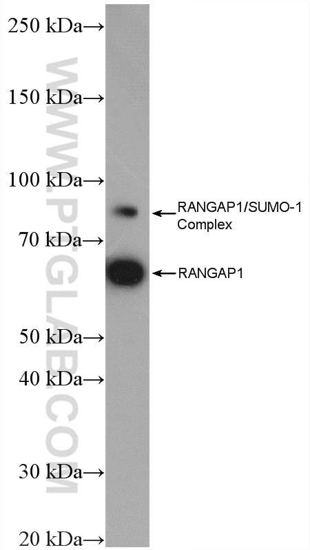 Western Blot (WB) analysis of HEK-293 cells using RanGAP1 Polyclonal antibody (27405-1-AP)