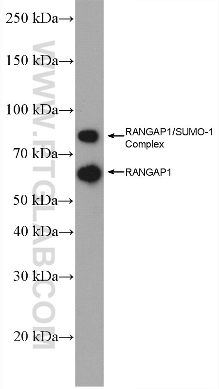 Western Blot (WB) analysis of MCF-7 cells using RanGAP1 Polyclonal antibody (27405-1-AP)