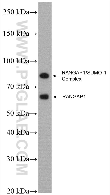 Western Blot (WB) analysis of SKOV-3 cells using RanGAP1 Polyclonal antibody (27405-1-AP)