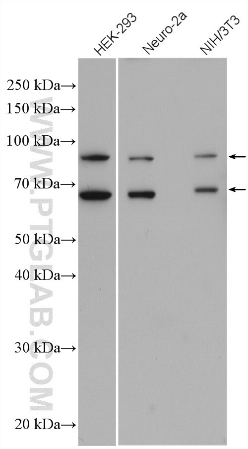 Western Blot (WB) analysis of various lysates using RanGAP1 Polyclonal antibody (27405-1-AP)