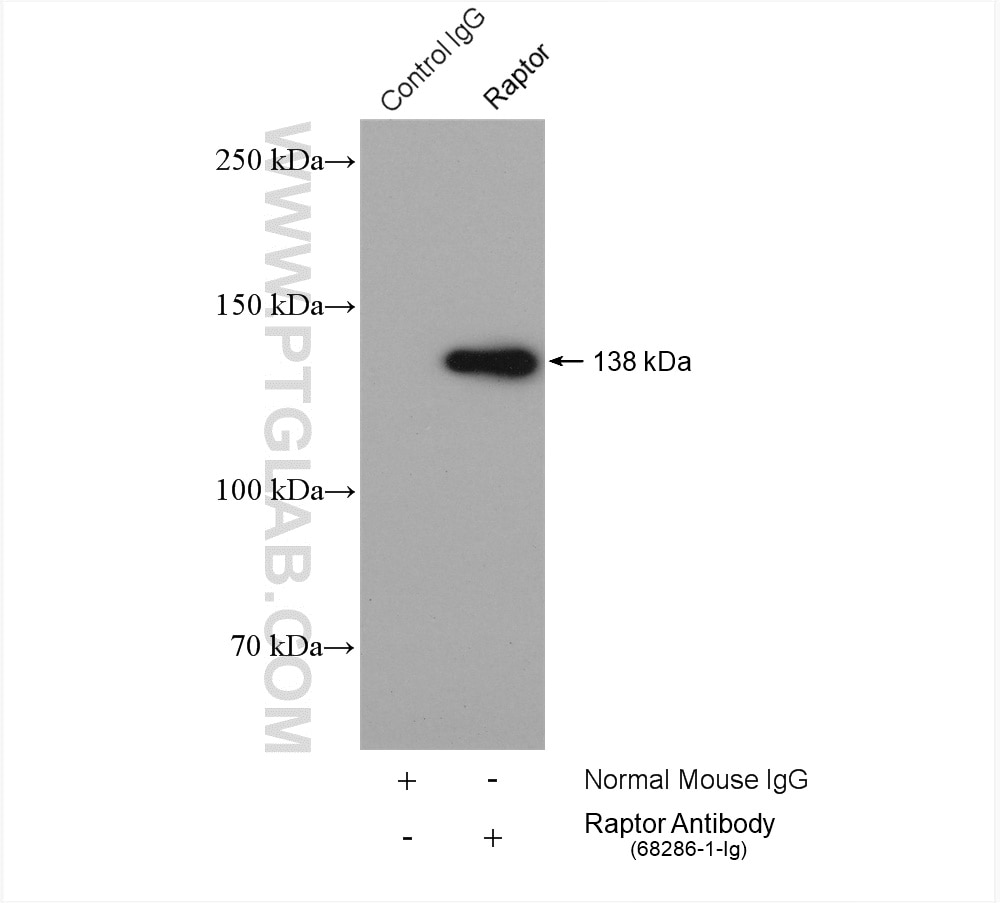 Immunoprecipitation (IP) experiment of HeLa cells using Raptor Monoclonal antibody (68286-1-Ig)
