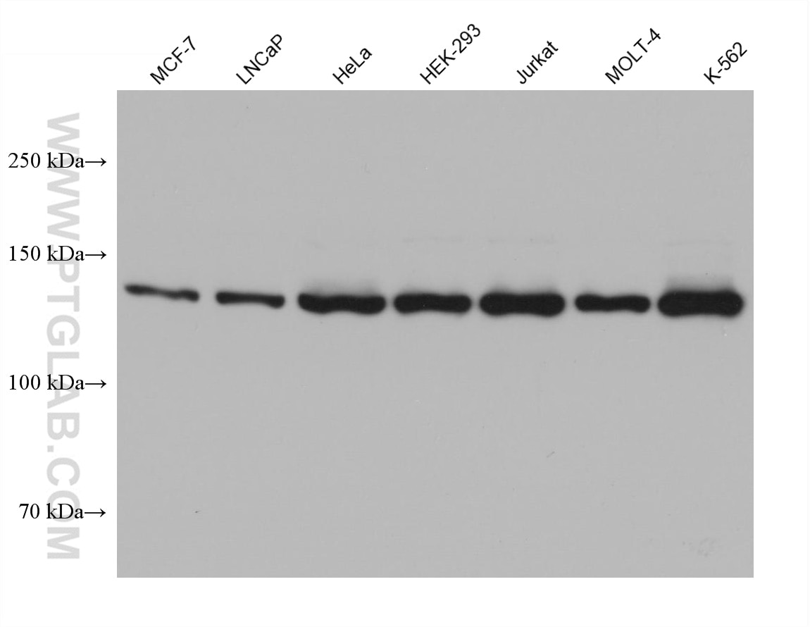 Western Blot (WB) analysis of various lysates using Raptor Monoclonal antibody (68286-1-Ig)